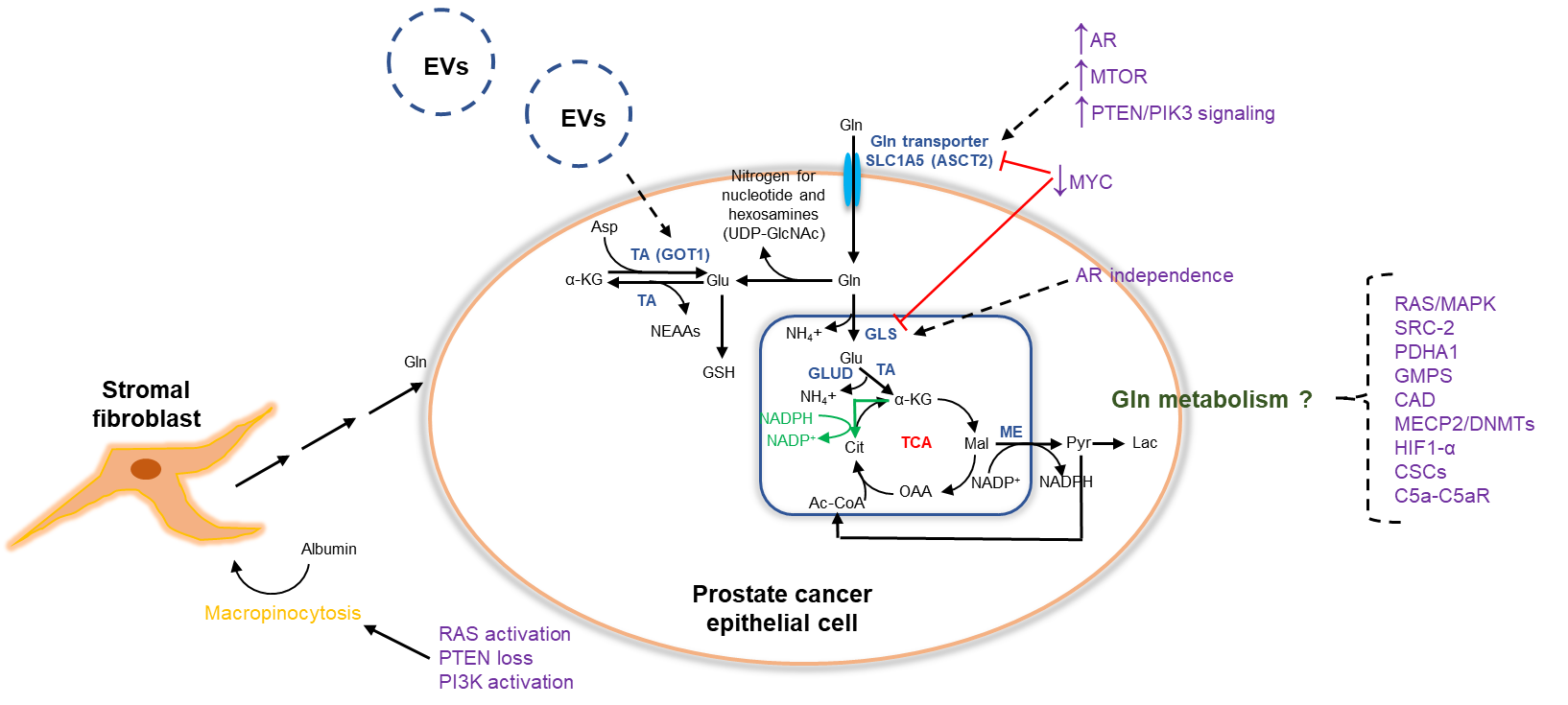 Targeting Glutamine Metabolism in Prostate Cancer