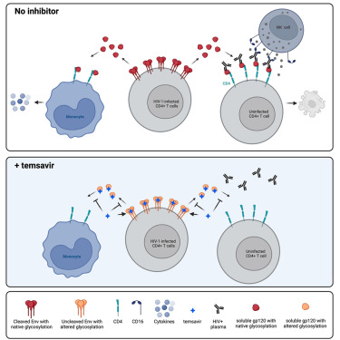 Temsavir blocks the immunomodulatory activities of HIV-1 soluble gp120