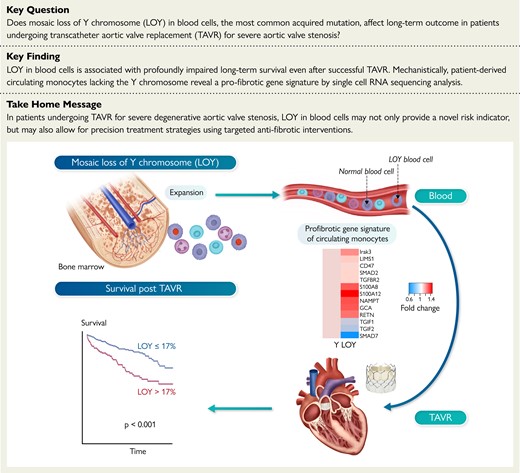 Mosaic loss of Y chromosome in monocytes is associated with lower survival after transcatheter aortic valve replacement