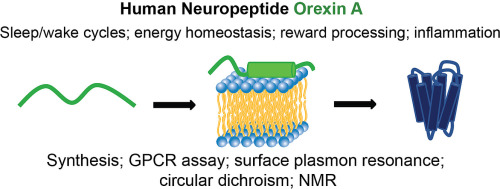 Orexin A, an amphipathic α-helical neuropeptide involved in pleiotropic functions in the nervous and immune systems: Synthetic approach and biophysical studies of the membrane-bound state
