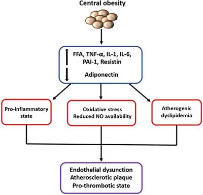 Obesity and cardiovascular disease: An executive document on pathophysiological and clinical links promoted by the Italian Society of Cardiovascular Prevention (SIPREC)