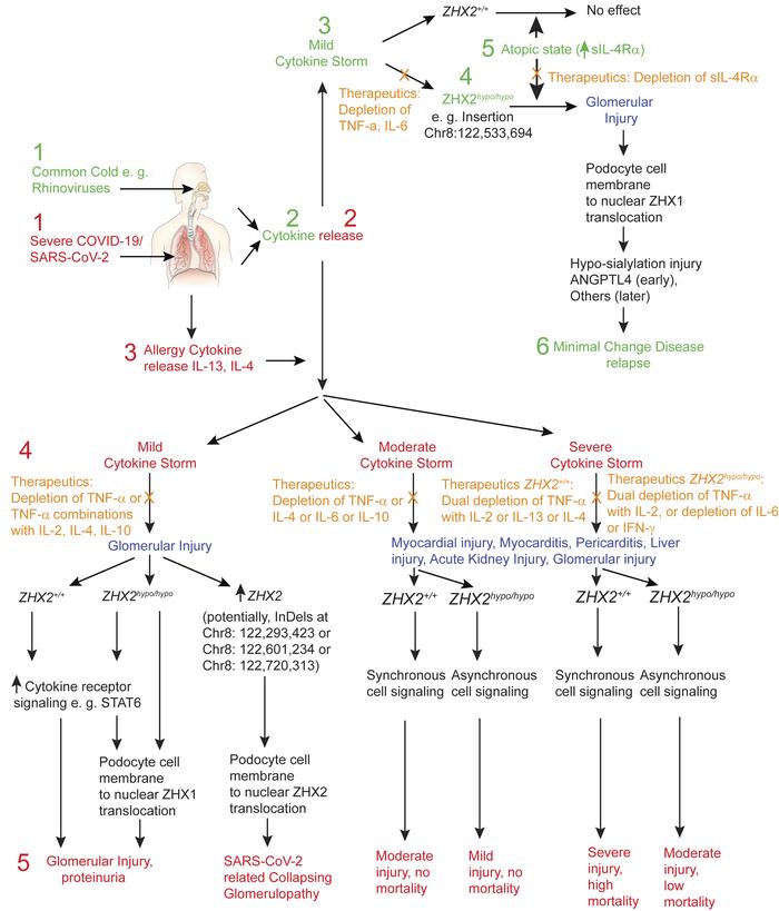 Cytokine storm based mechanisms for extra-pulmonary manifestations of SARS-CoV-2 infection