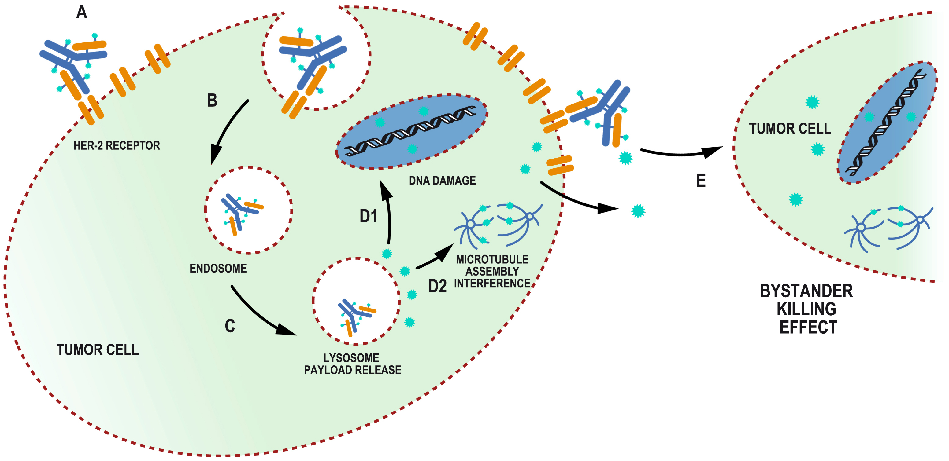The change of paradigm in the treatment of HER2-positive breast cancer with the development of new generation antibody-drug conjugates