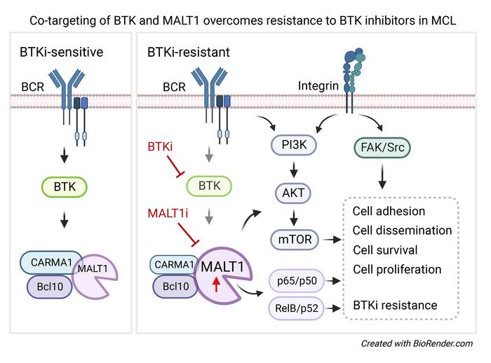 Cotargeting of BTK and MALT1 overcomes resistance to BTK inhibitors in mantle cell lymphoma