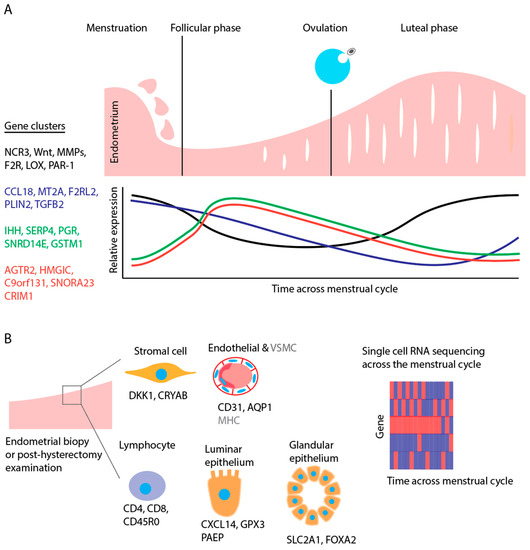 Uterine Transcriptome: Understanding Physiology and Disease Processes