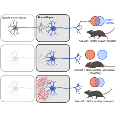 Immortal orexin cell transplants restore motor-arousal synchrony during cataplexy