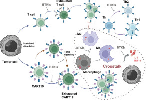Bruton tyrosine kinase inhibitors preserve anti-CD19 chimeric antigen receptor T-cell functionality and reprogram tumor micro-environment in B-cell lymphoma