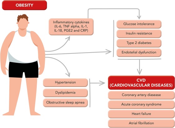 How cardiologists can manage excess body weight and related cardiovascular risk. An expert opinion