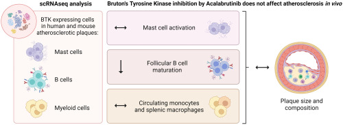 Bruton's Tyrosine Kinase inhibition by Acalabrutinib does not affect early or advanced atherosclerotic plaque size and morphology in Ldlr-/- mice