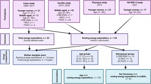 Age But not Menopausal Status is Linked to Lower Resting Energy Expenditure