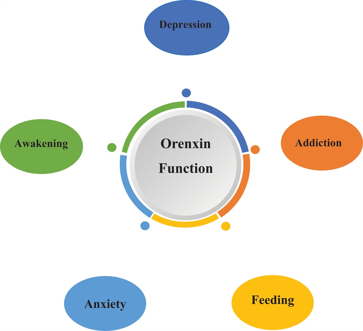 A review of physiological functions of orexin: From... : Medicine